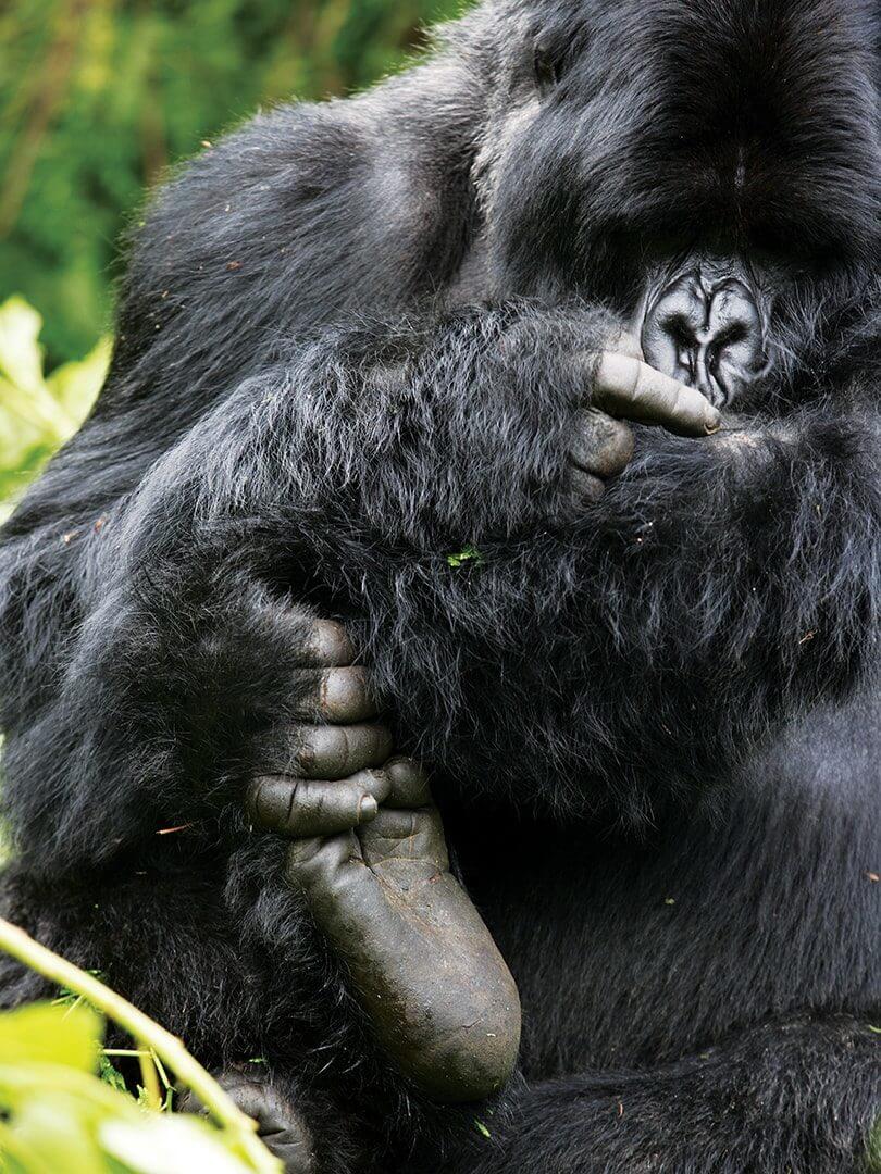 A silverback mountain gorilla in the Virungas National Park, Rwanda. Photo by Elsa Young. A silverback mountain gorilla in the Virungas National Park, Rwanda. Photo by Elsa Young.