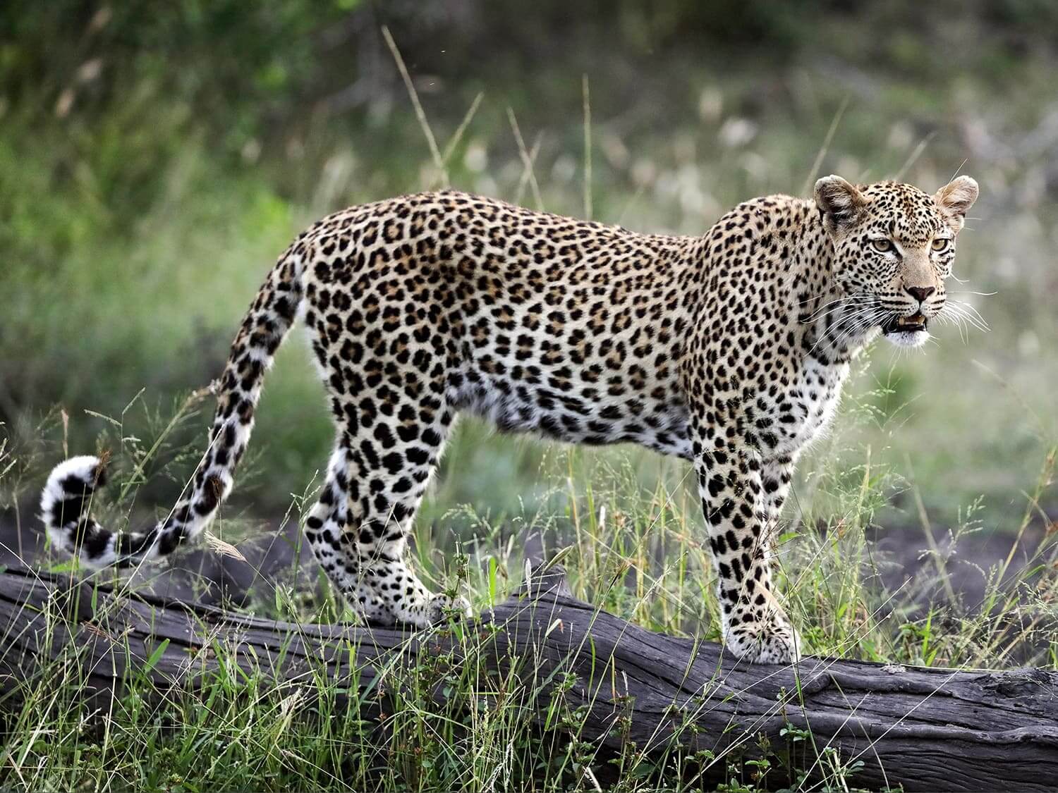 Magnificent leopard standing on a dead tree trunk at Londolozi Private Game Reserve, South Africa. Magnificent leopard standing on a dead tree trunk at Londolozi Private Game Reserve, South Africa.