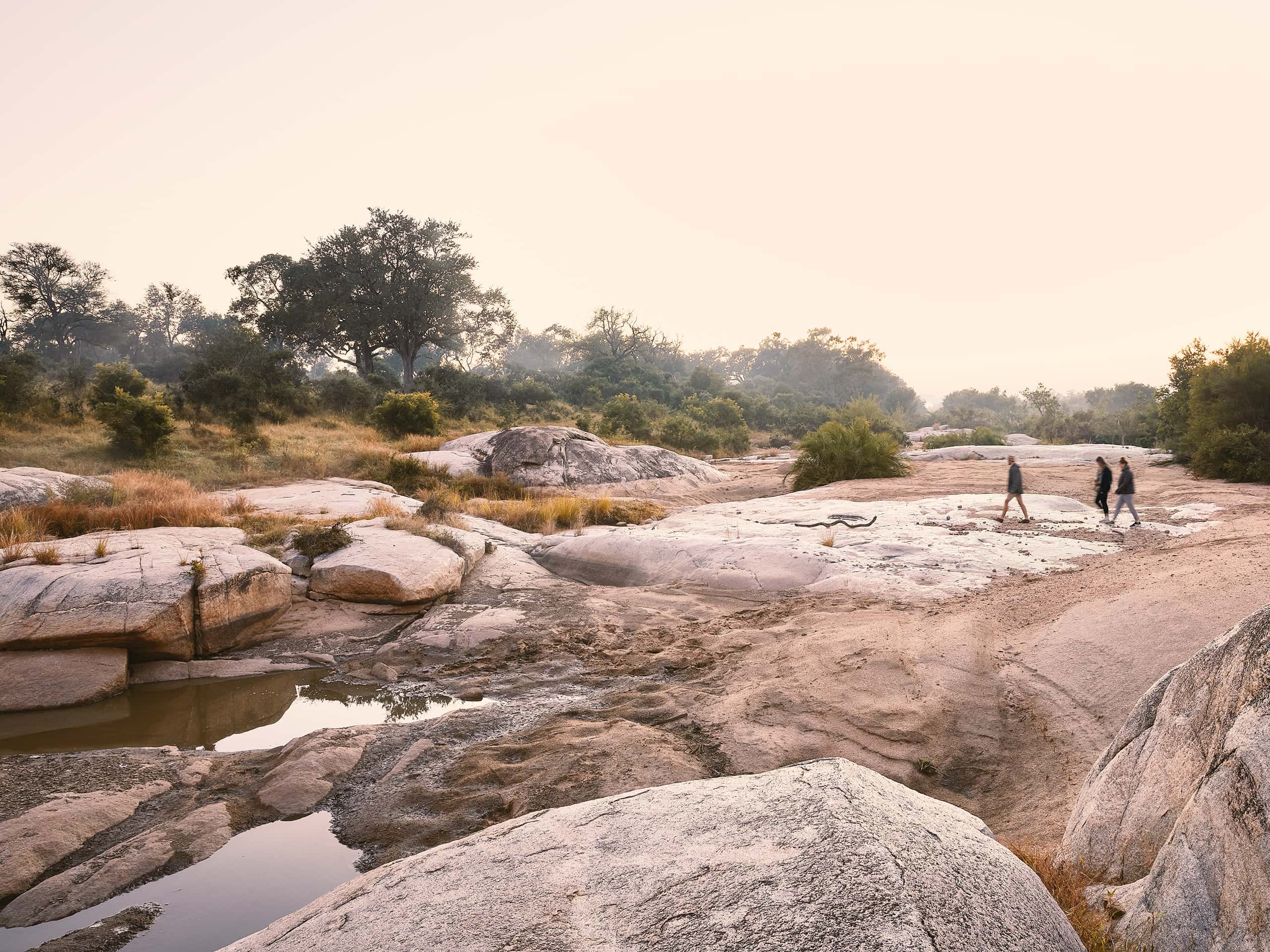 Guests on a bush walk with their guide at Londolozi Private Game Reserve, South Africa. Photograph by Elsa Young. Guests on a bush walk with their guide at Londolozi Private Game Reserve, South Africa. Photograph by Elsa Young.