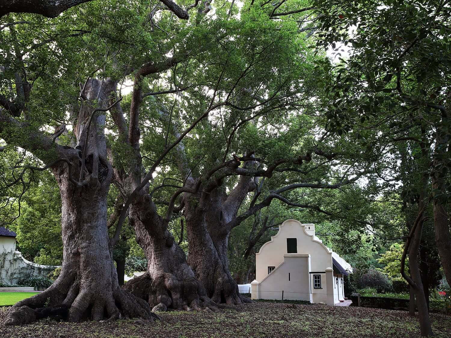 Traditional Cape Dutch building nestled in the trees at Vergelegen Wine Estate, South Africa. Traditional Cape Dutch building nestled in the trees at Vergelegen Wine Estate, South Africa.