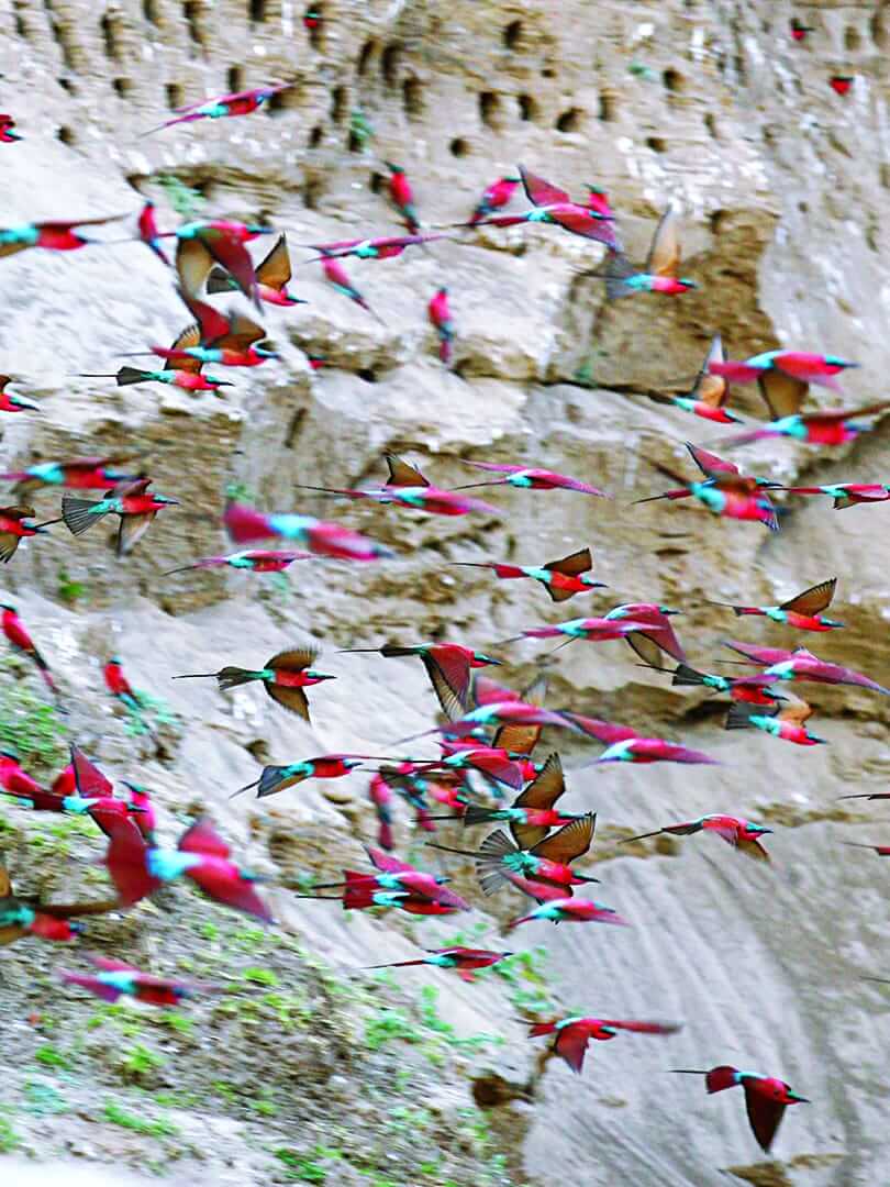 Flock of mesmerising carmine bee eaters in Zambia. Photo by Elsa Young. Flock of mesmerising carmine bee eaters in Zambia. Photo by Elsa Young.