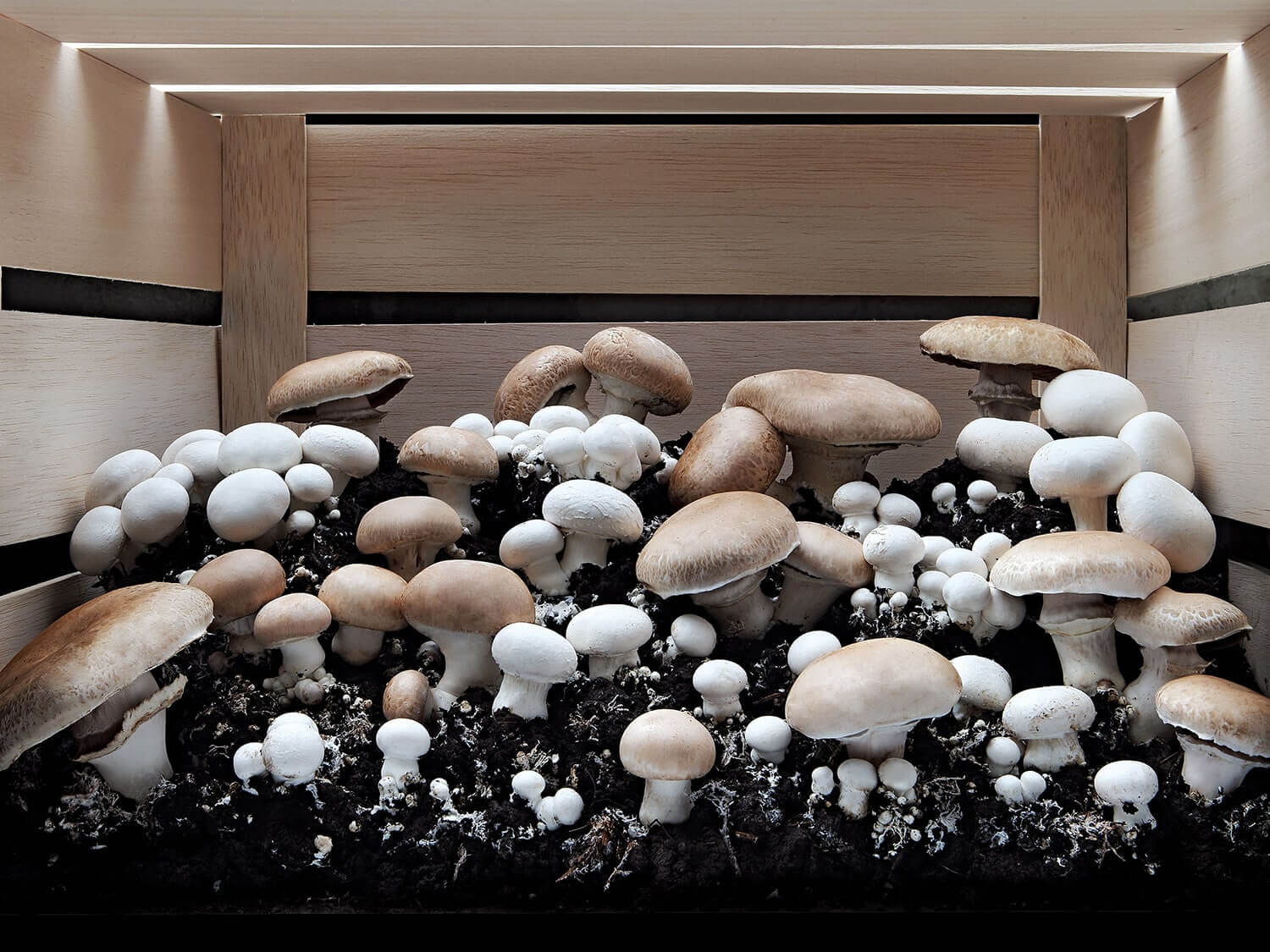 A lot of mushrooms growing in a wooden box. Photo by Elsa Young. A lot of mushrooms growing in a wooden box. Photo by Elsa Young.
