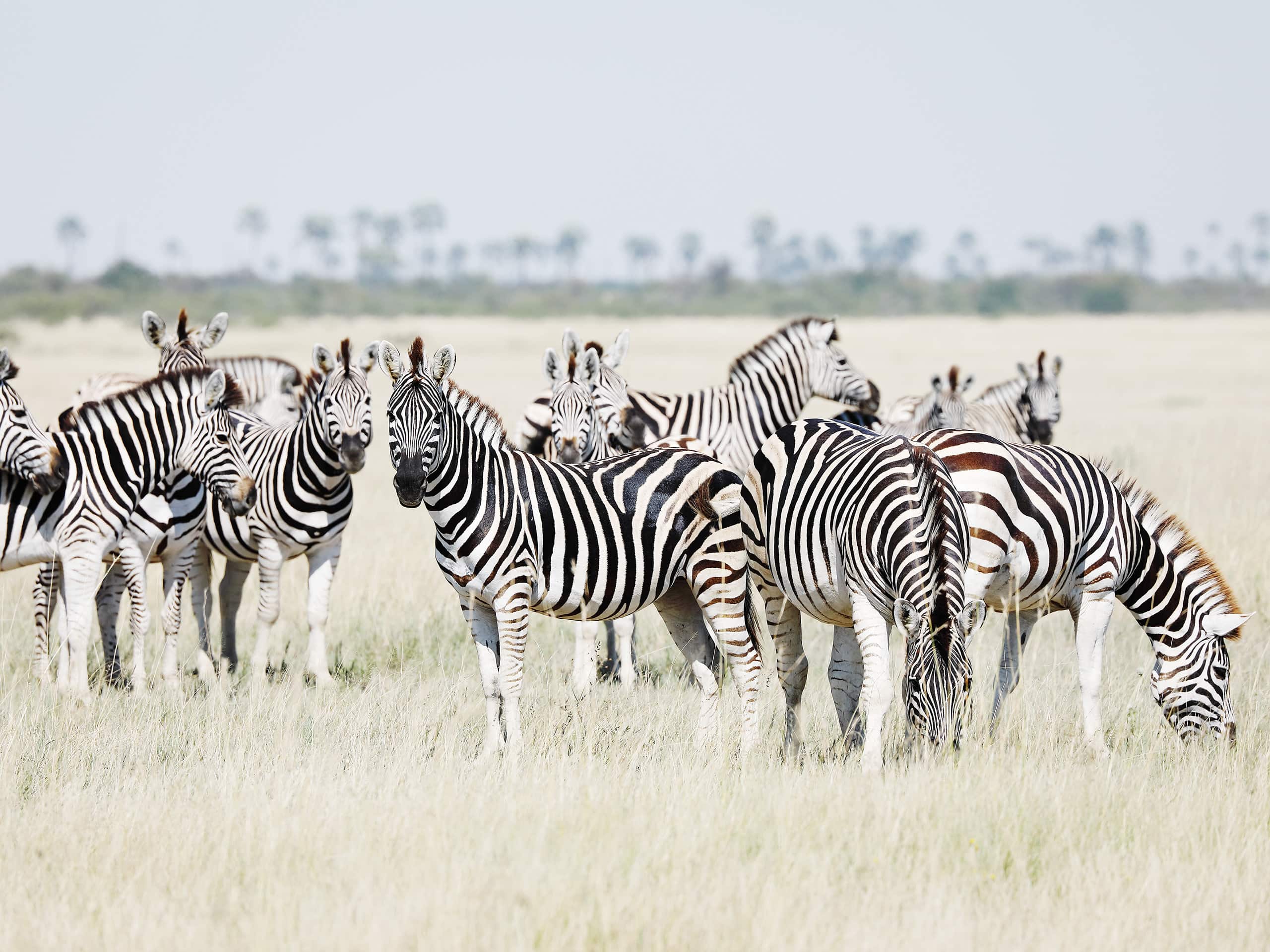 Herd of zebras grazing on the plains of Botswana. Photo by Elsa Young. Herd of zebras grazing on the plains of Botswana. Photo by Elsa Young.