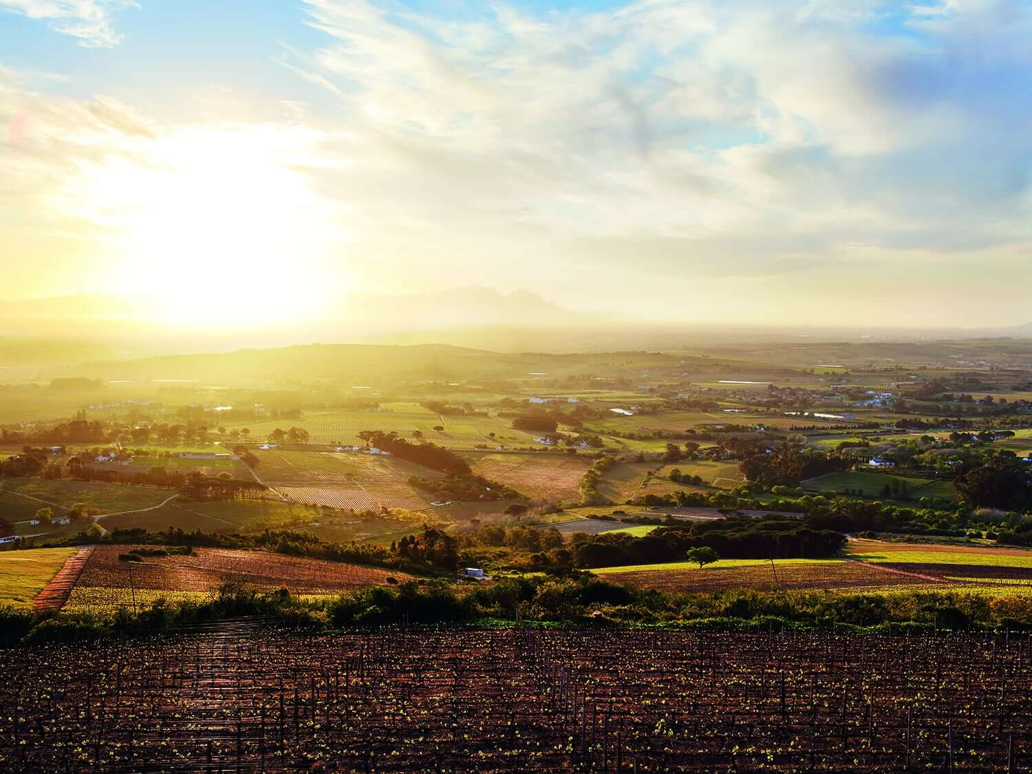 Picture-perfect sunrise view across the vineyards at Spier Wine Estate, South Africa. Picture-perfect sunrise view across the vineyards at Spier Wine Estate, South Africa.